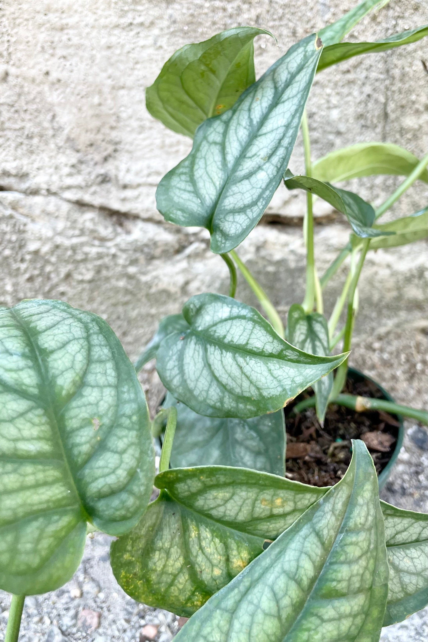 A detail picture of the blue green leaves with a scale like patter of the Monstera siltepecana against a grey wall.  ©Sprout Home 
