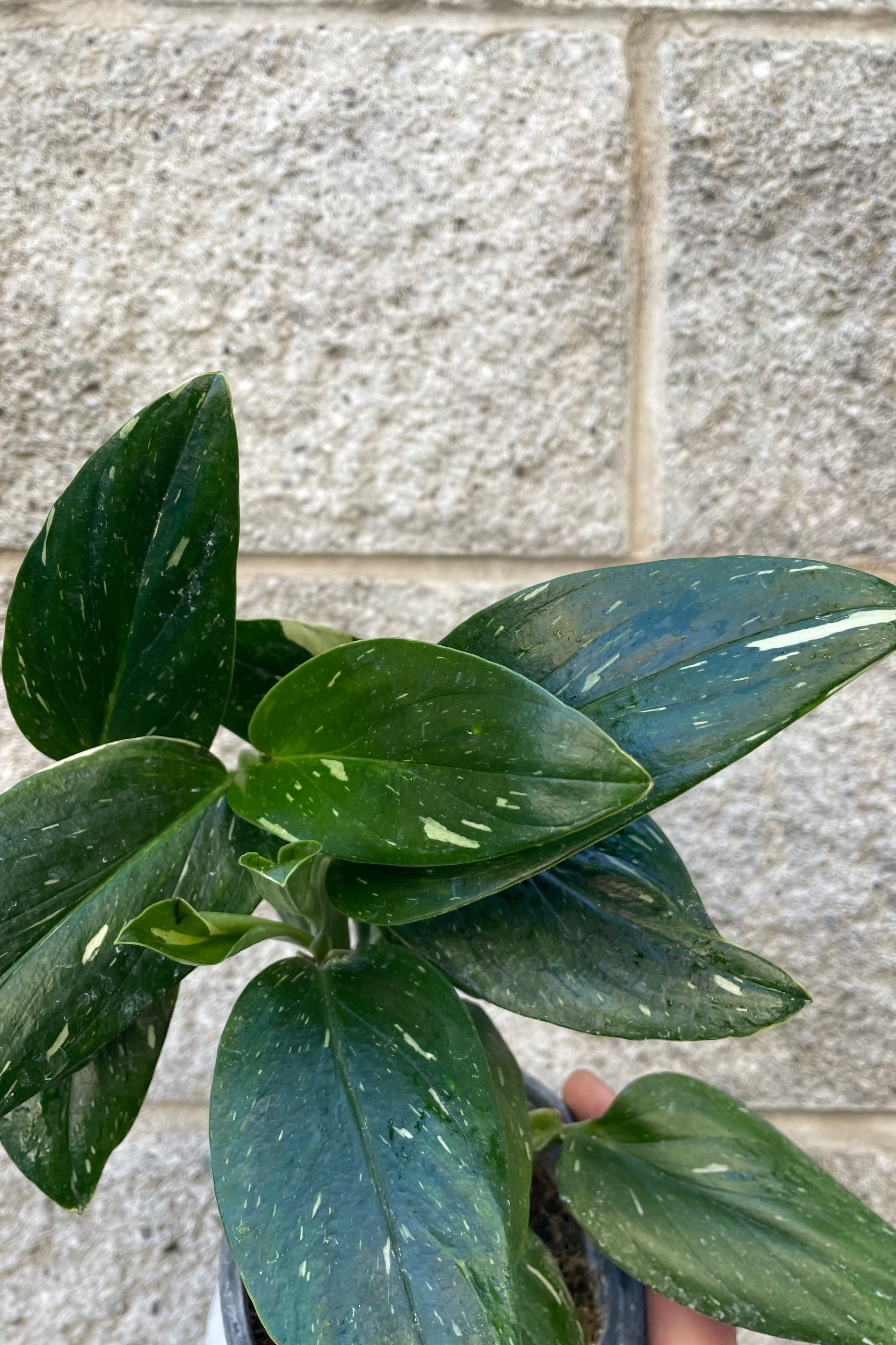 Close photo of dark green variegated leaves of Monstera against gray wall