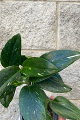 Close photo of dark green variegated leaves of Monstera against gray wall