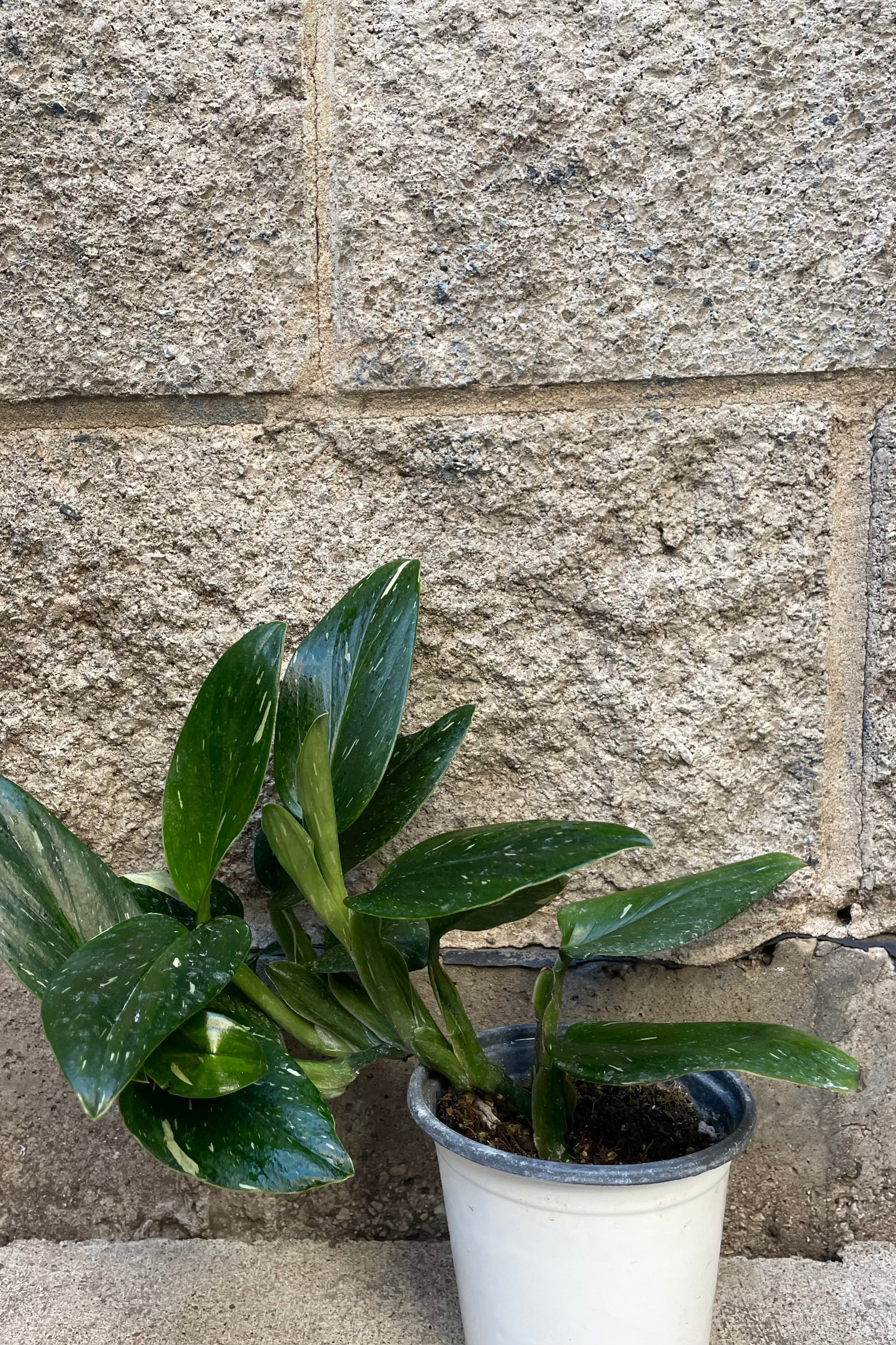 Photo of dark green and variegated Monstera standleyana in white pot against a gray brick wall