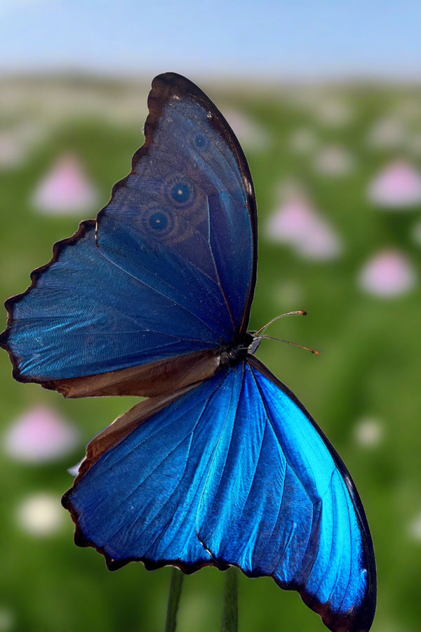 A hand holds the Morpho godartii didus in front of a field of flowers. 