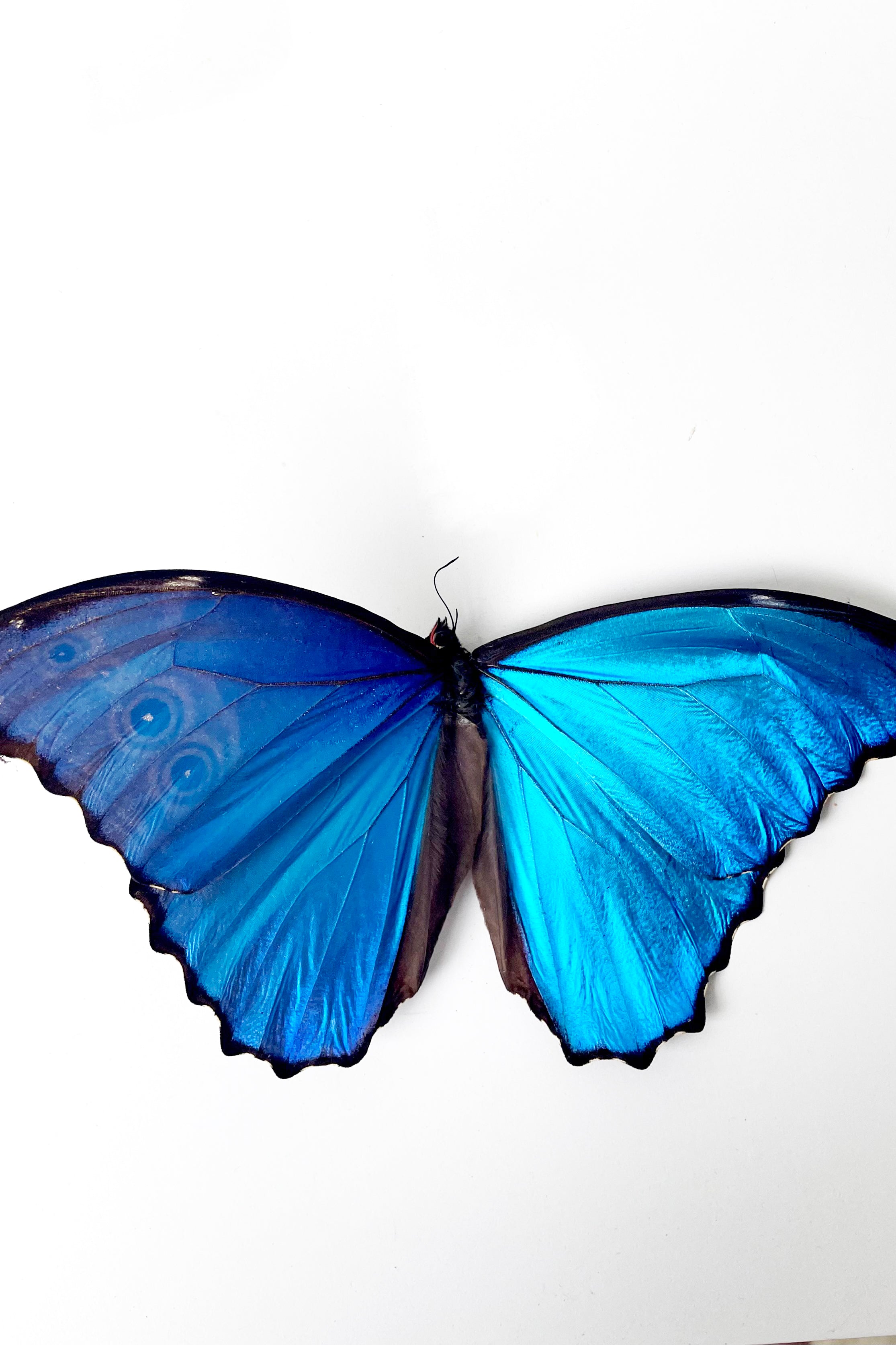 An overhead view of the Morpho godartii didus with large metallic blue wings against a white backdrop