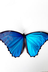 An overhead view of the Morpho godartii didus with large metallic blue wings against a white backdrop