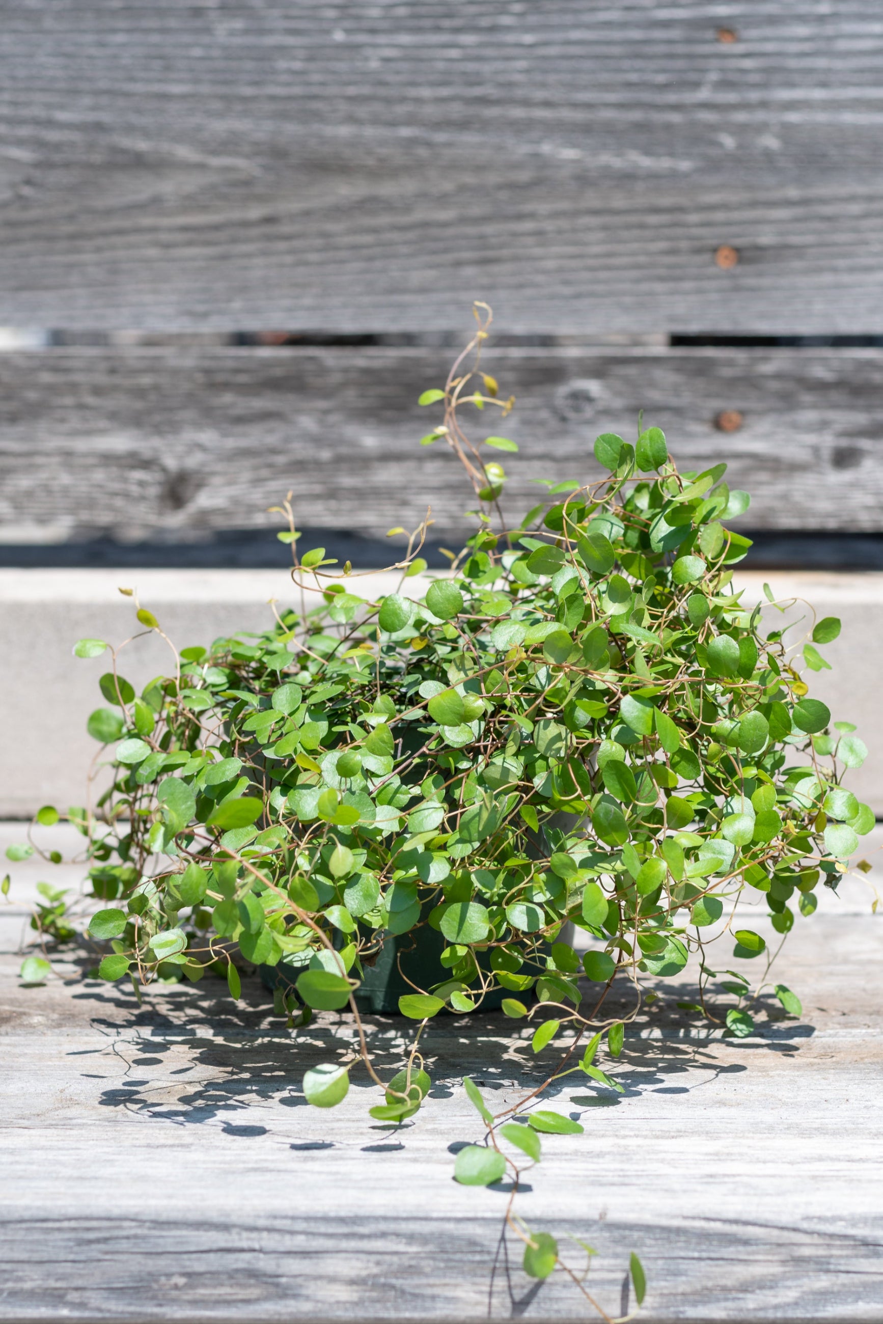 Muehlenbeckia axillaris 6