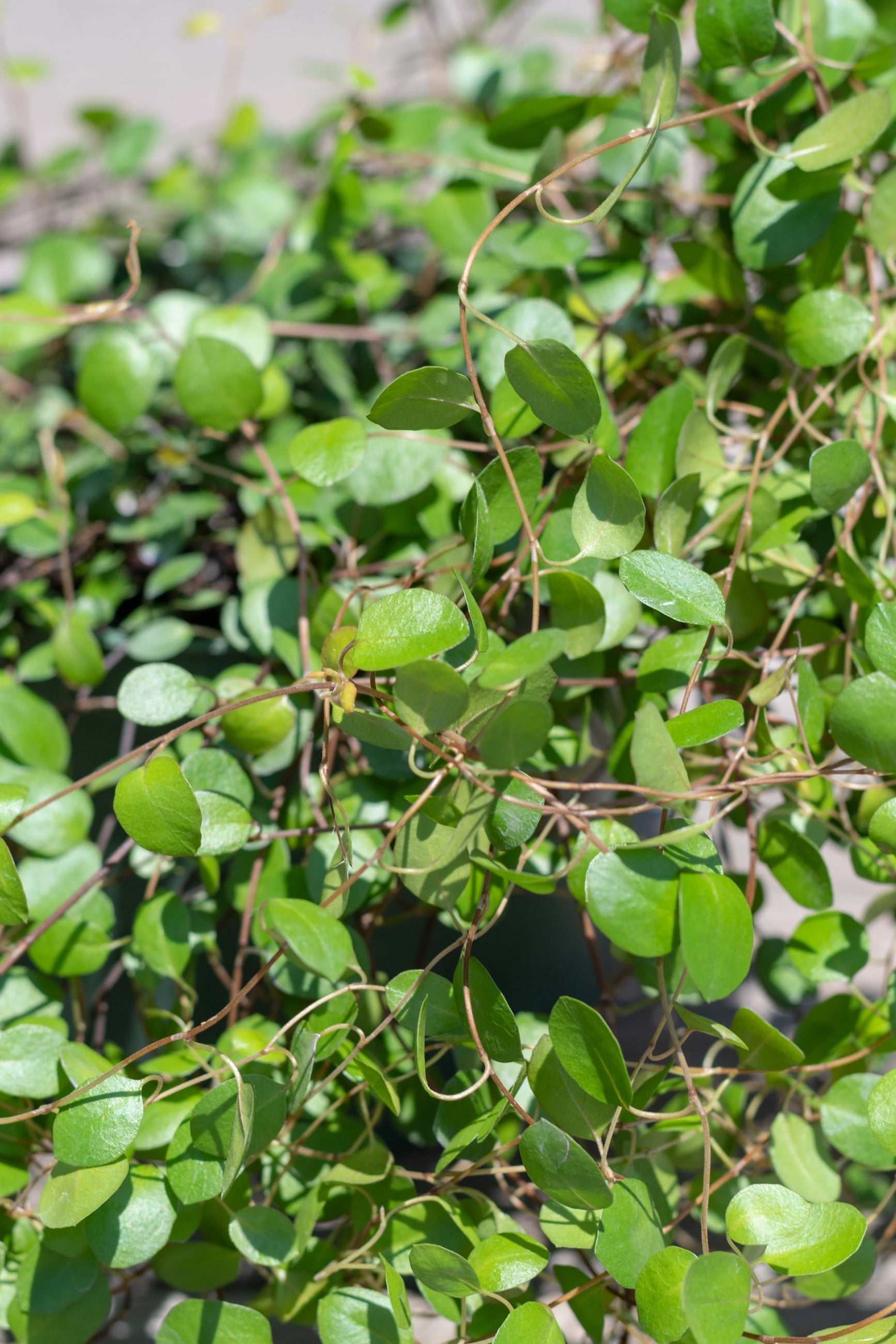 Close up of Muehlenbeckia axillaris vines ©Sprout Home