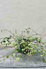 The Muehlenbeckia complexa sits in a 4 inch growers pot against a grey backdrop.