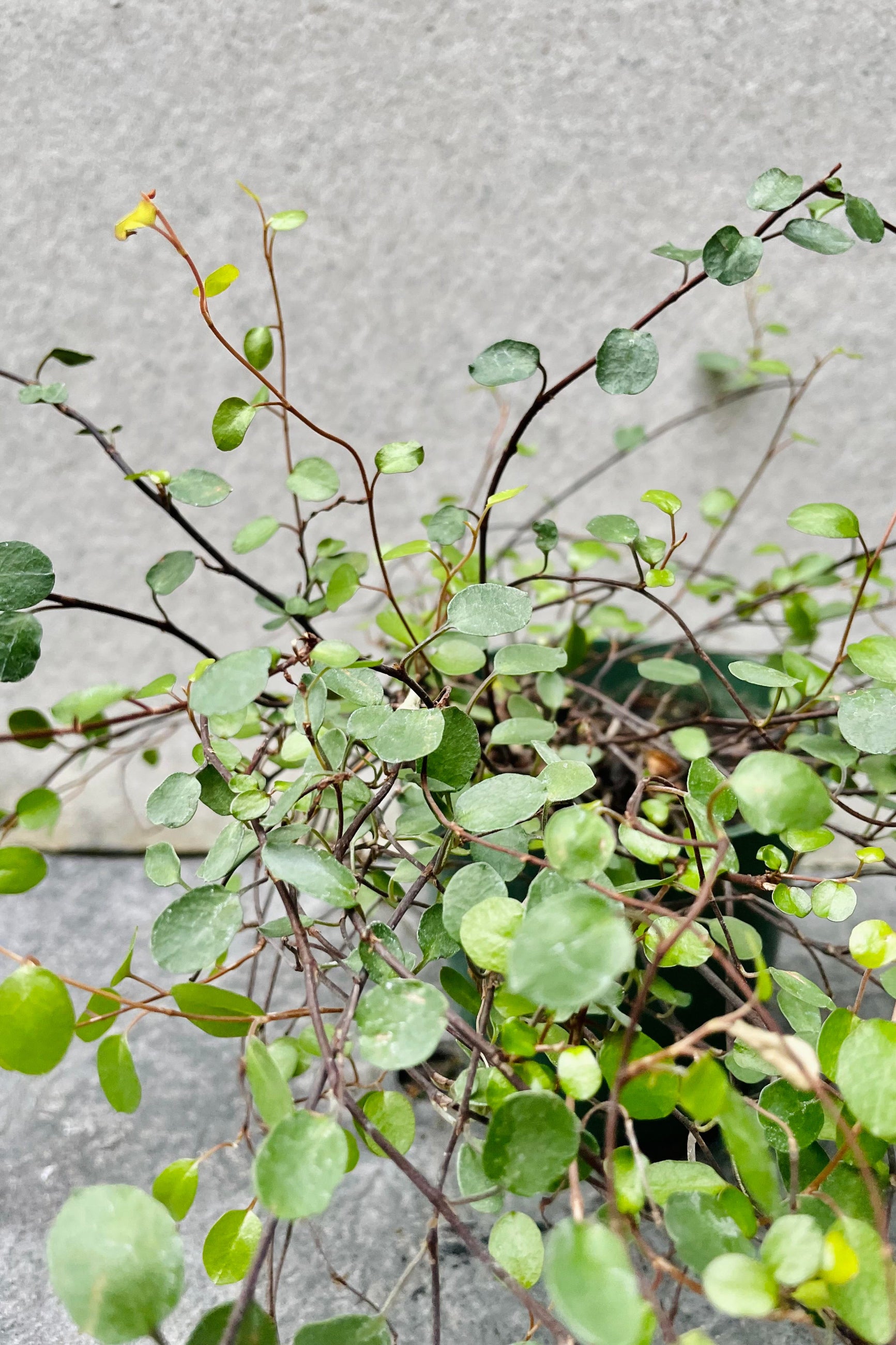 A detailed look at the Muehlenbeckia complexa.  ©Sprout Home