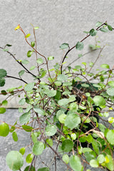 A detailed look at the Muehlenbeckia complexa. 