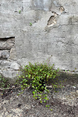 Muehlenbeckia complexa 4.5" against a grey wall