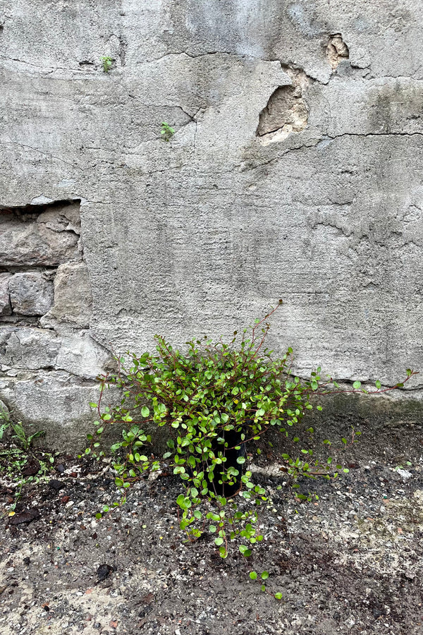 Muehlenbeckia complexa 4.5" against a grey wall