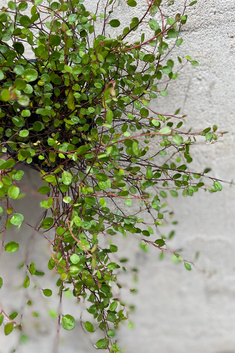 detail of Muehlenbeckia complexa 4.5" against a grey wall