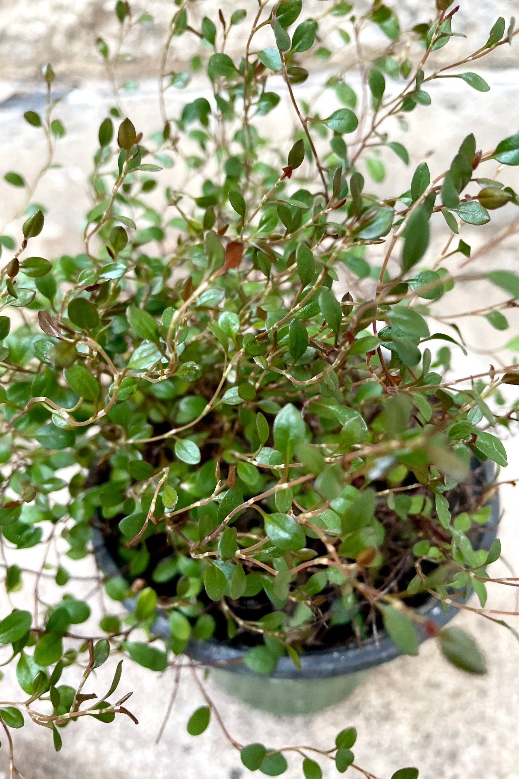 A detailed view of the leaves of Muehlenbeckia axillaris 'Nana' 4" against concrete backdrop ©Sprout Home
