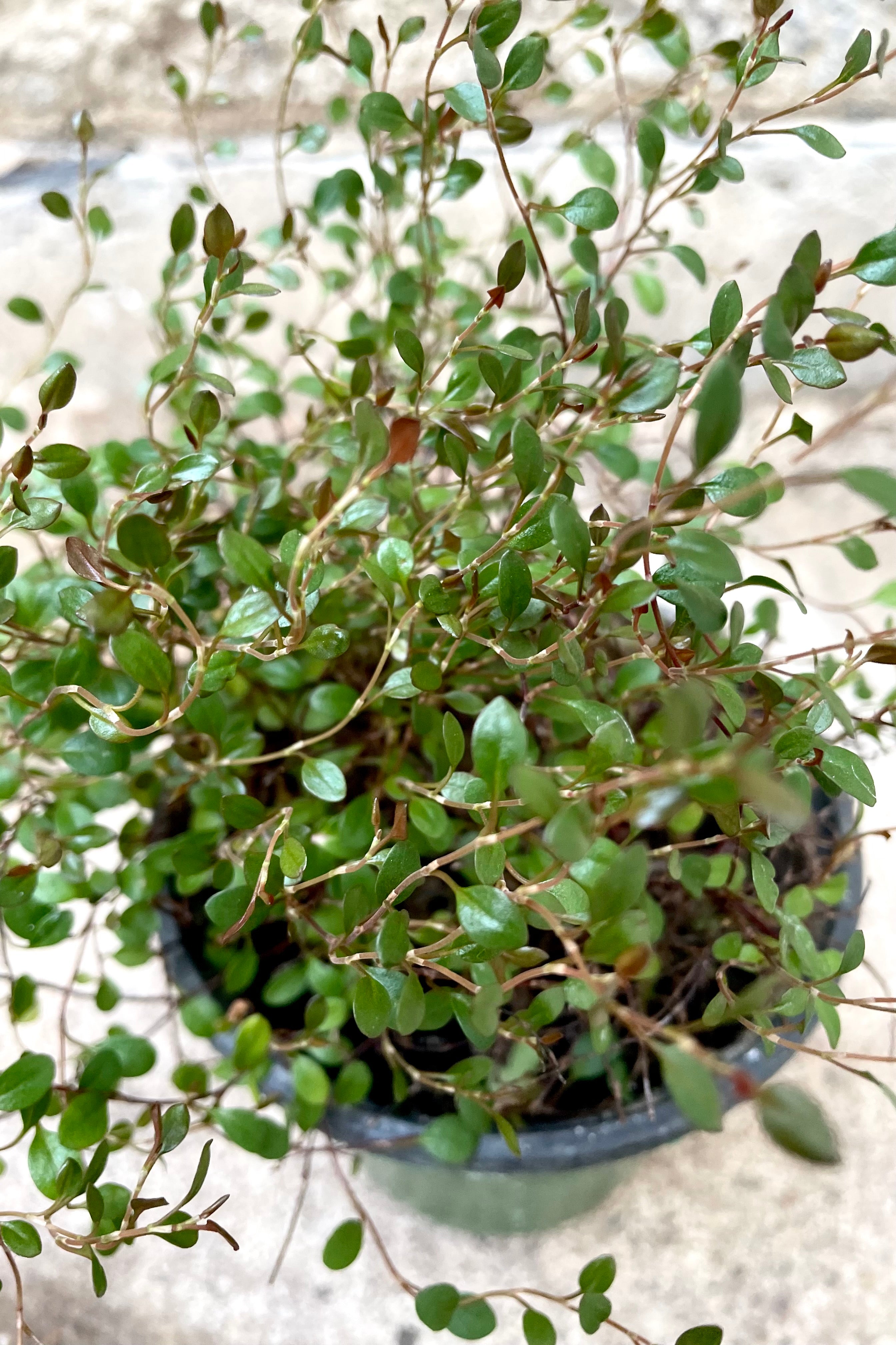 A detailed view of the leaves of Muehlenbeckia axillaris 'Nana' 4" against concrete backdrop