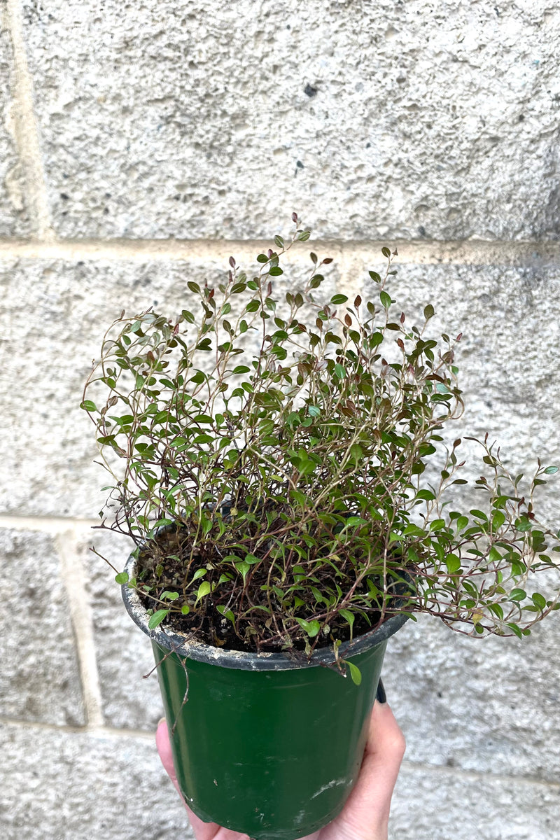 A hand holds Muehlenbeckia axillaris 'Nana' 4" in grow pot against concrete backdrop