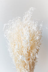 Munni Bleached Pastel Preserved Bunch in front of white background