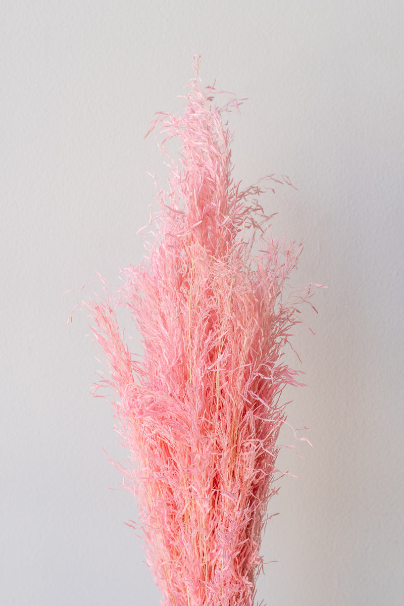 Preserved pink Munni grass against a white background