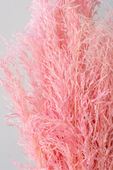 Close up of preserved pink Munni grass against a white background