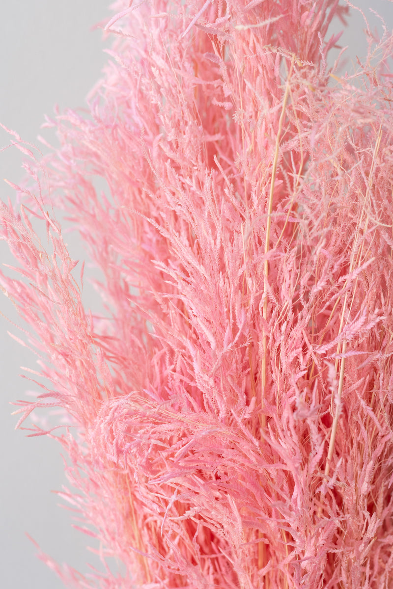 Close up of preserved pink Munni grass against a white background