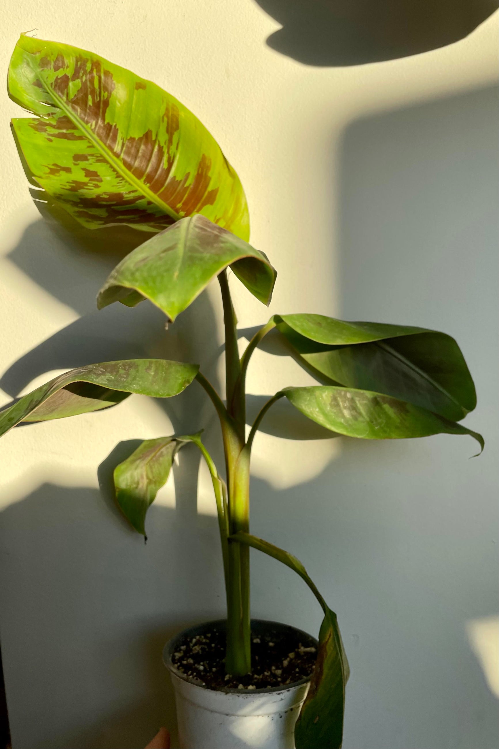 A hand holds the Musa 4" against a white backdrop. ©Sprout Home