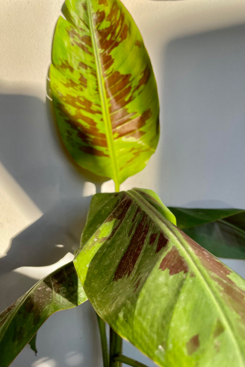 A detailed look at the Musa 4" foliage.