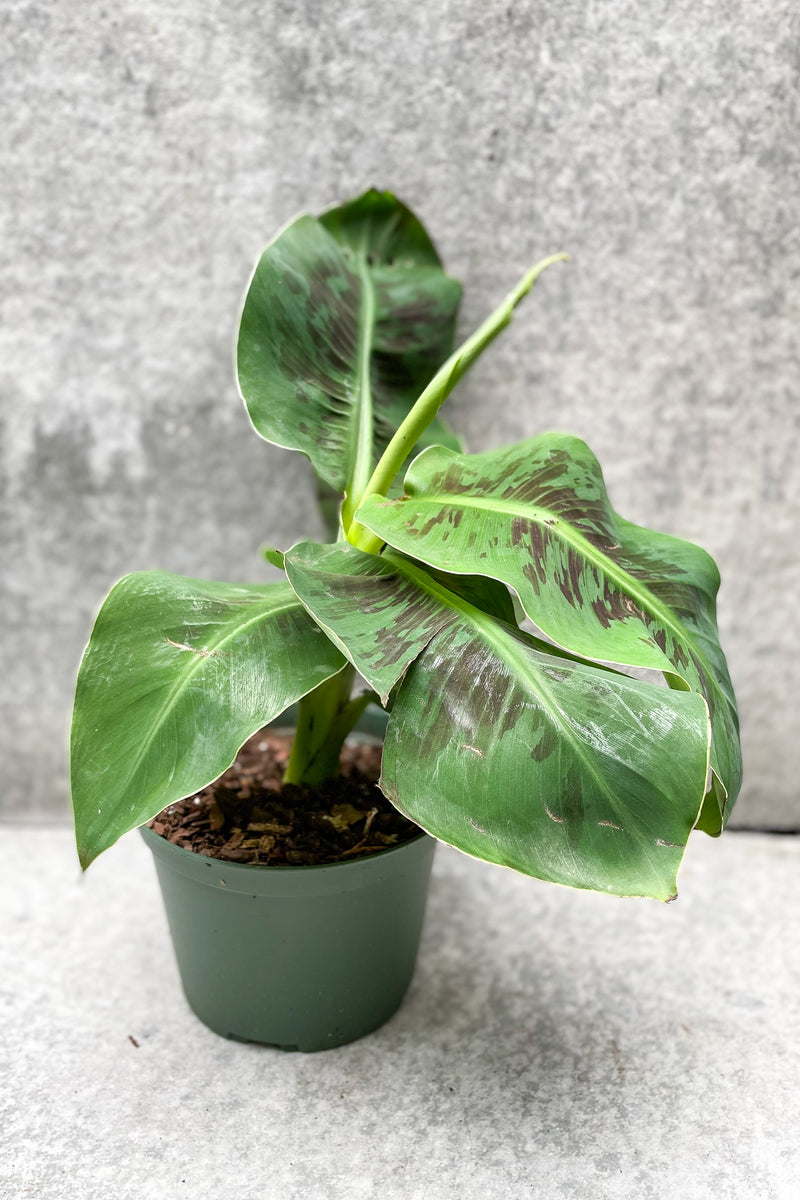 Musa "Dwarf Banana Plant" in grow pot in front of grey background