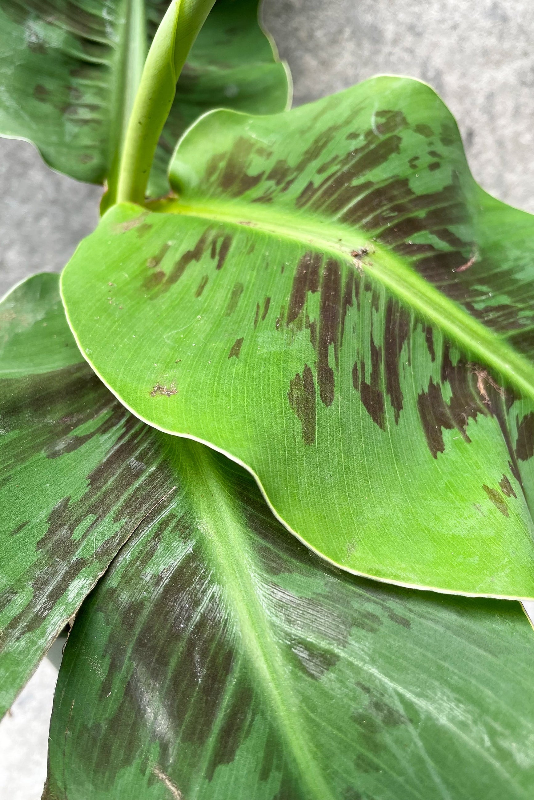 Close up of Musa "Dwarf Banana Plant" leaves ©Sprout Home