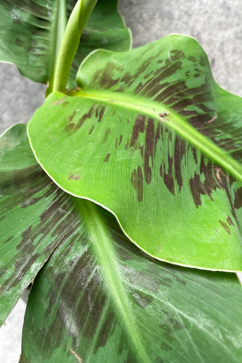 Close up of Musa "Dwarf Banana Plant" leaves