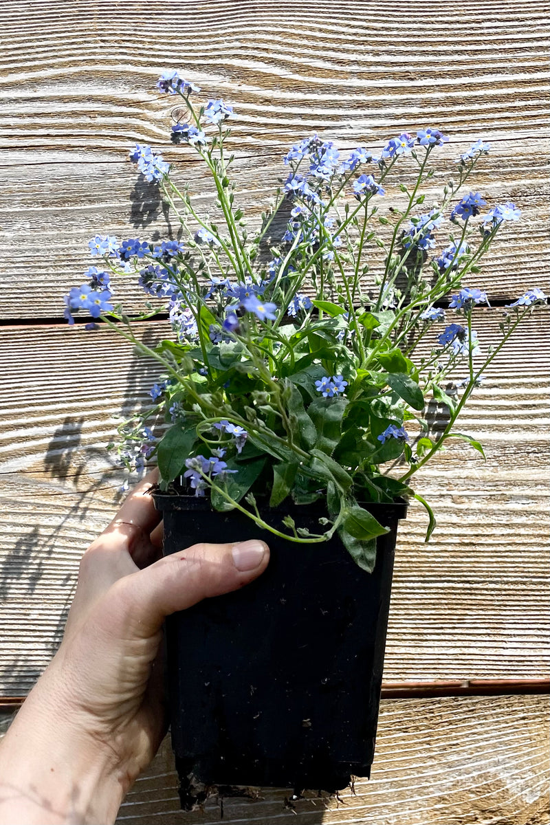 1qt size container of the Myosotis 'Victoria Blue' Forget-Me-Not perennial in bloom showing the blue flowers in the beginning of May being held against a wood fence at Sprout Home.