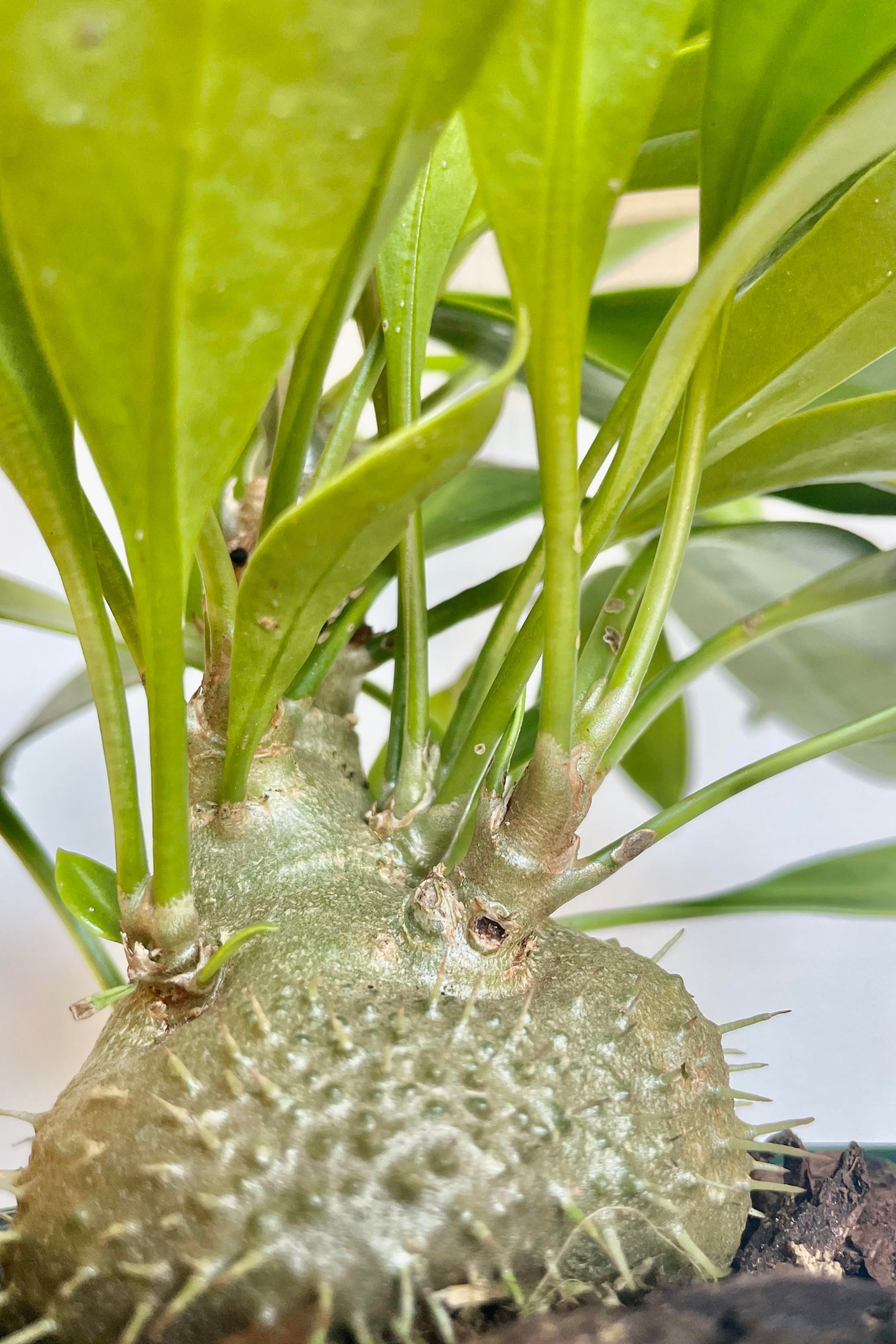 A detailed look at a type of Myrmecodia 5"  ©Sprout Home