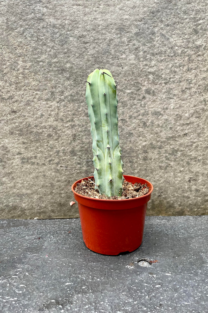 The Myrtillocactus geometrizans sits in a 5 inch growers pot against a grey backdrop.