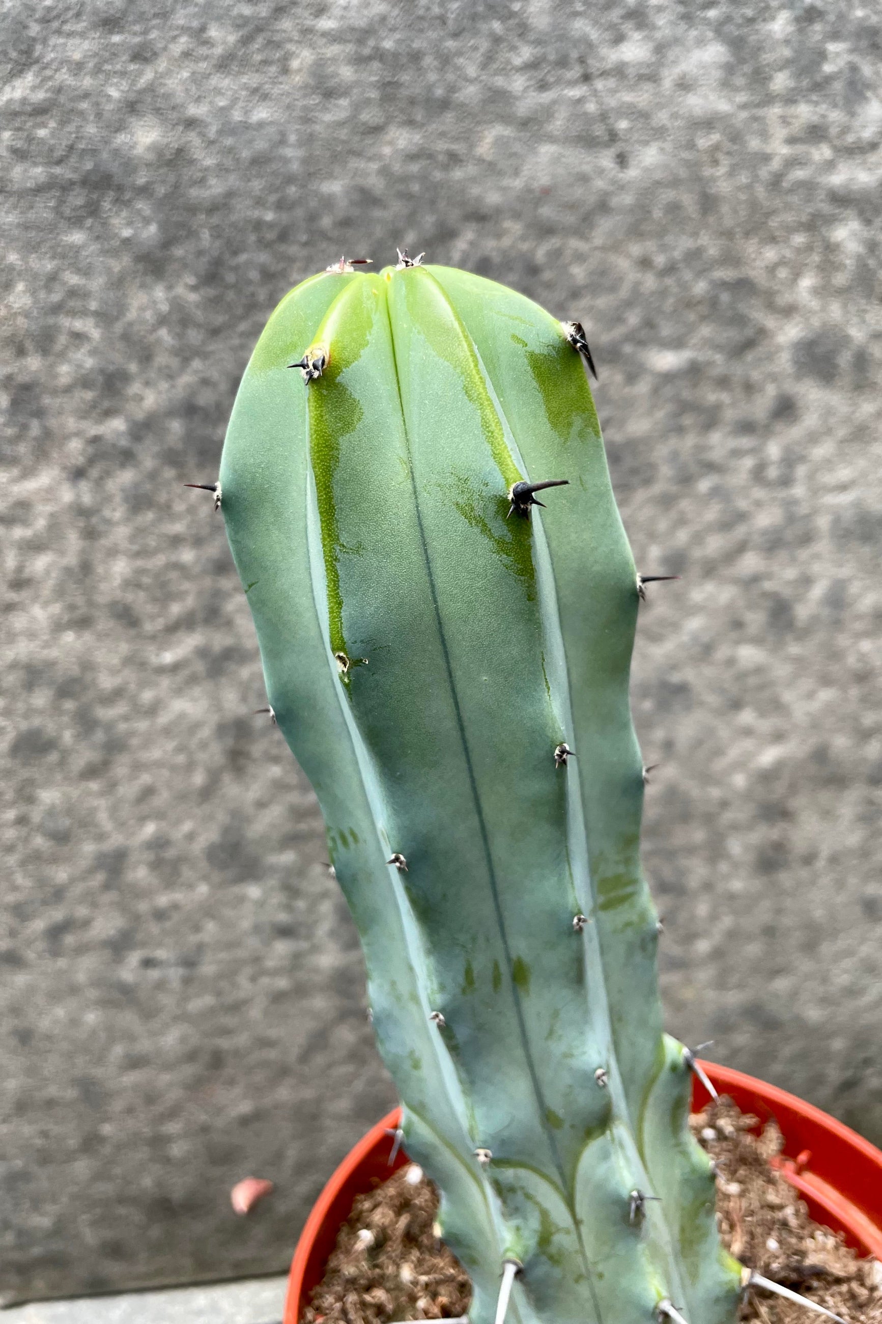 The Myrtillocactus geometrizans boasts a silvery blue color and spikes all along it. ©Sprout Home