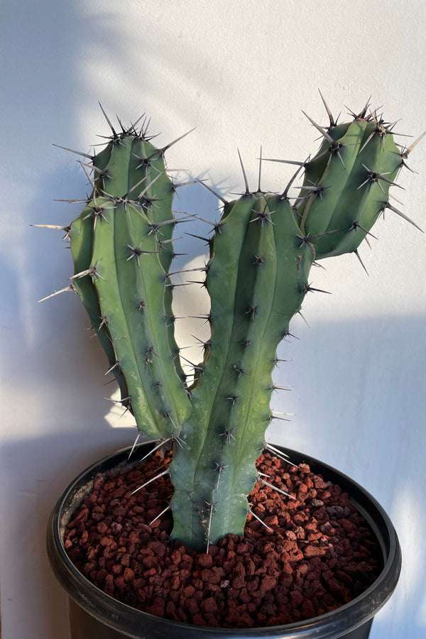 Photo of blue stems and spined foliage of Myrtillocactus against shadows on wall.