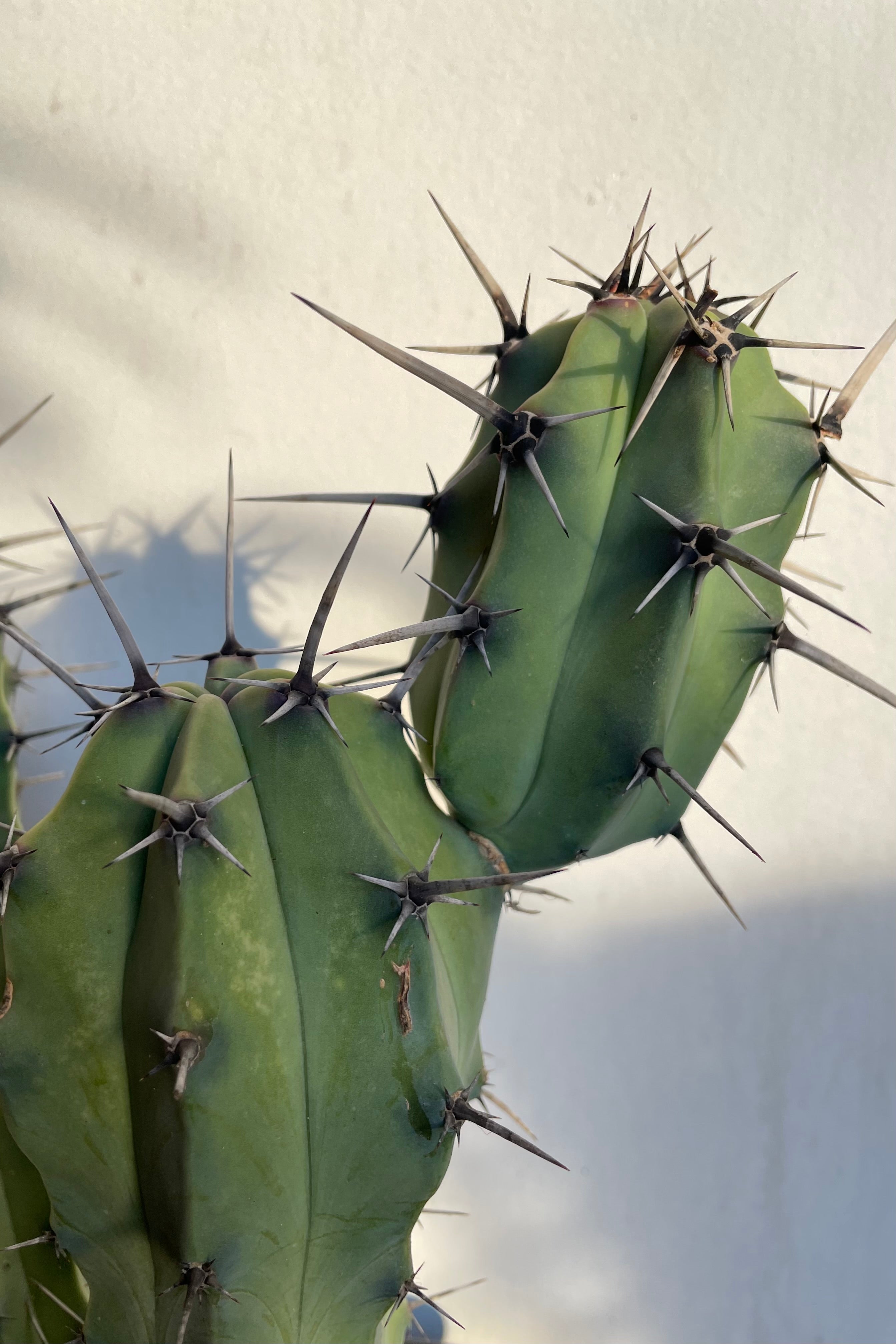 Detail photo of Myrtillocactus spines and stems