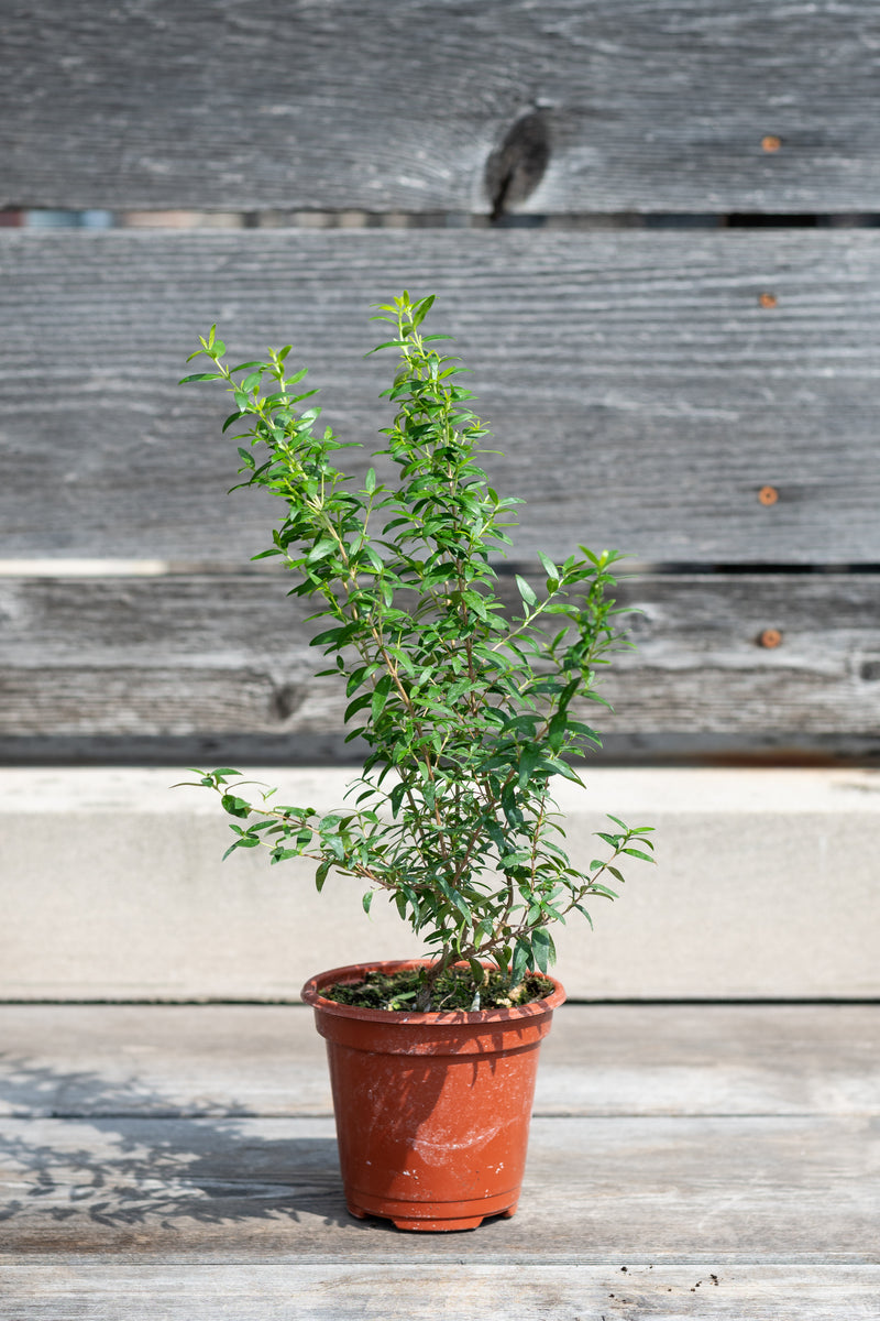 Myrtus communis "Myrtle" in grow pot in front of grey wood background