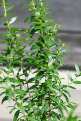 Close up of Myrtus communis "Myrtle" leaves