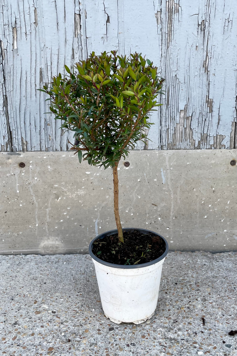 Myrtus communis "Myrtle" standard form in a 4" growers pot against a grey worn wall at Sprout Home.