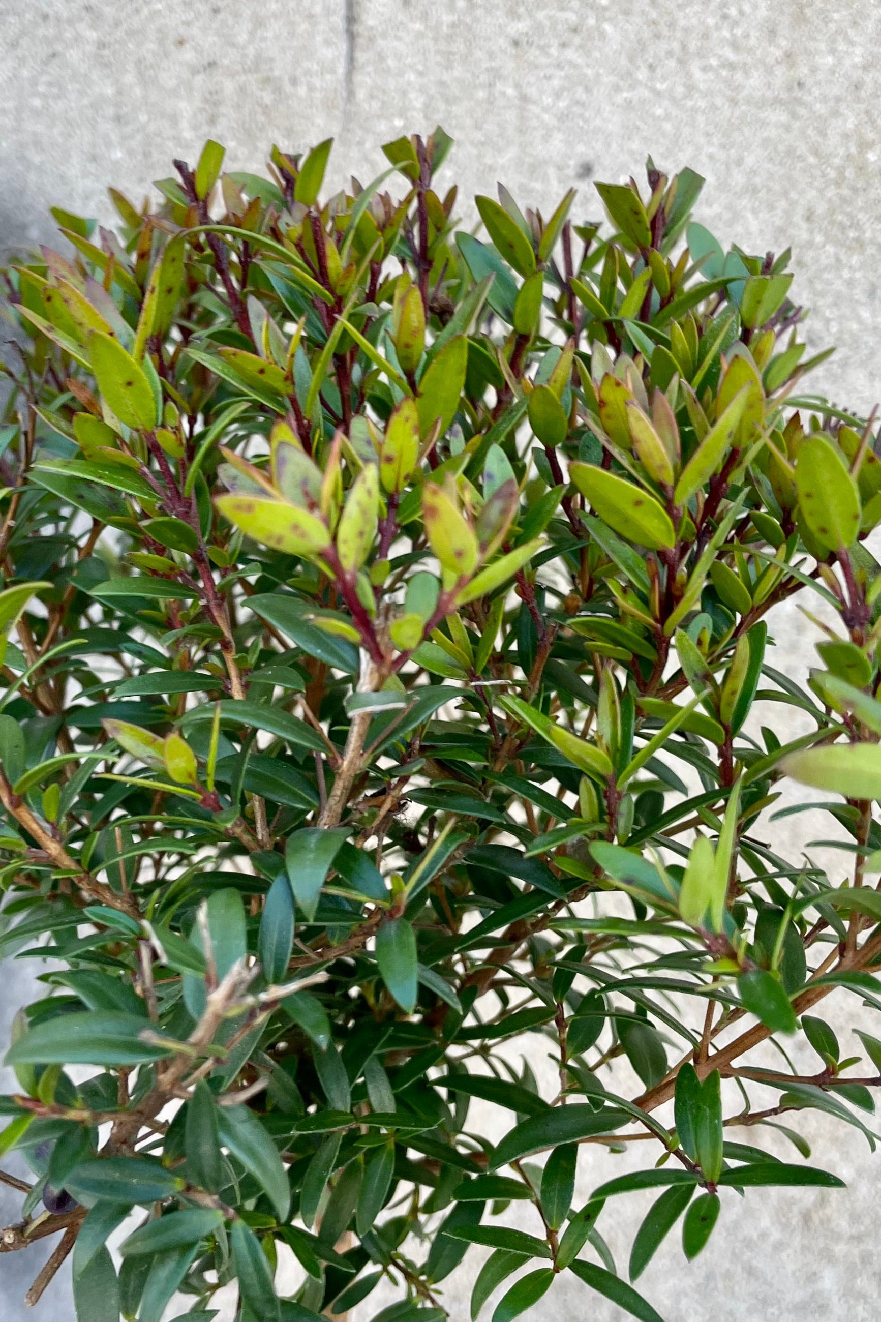 A detail picture of the ovate leaves of the Myrtus communis at Sprout Home. ©Sprout Home
