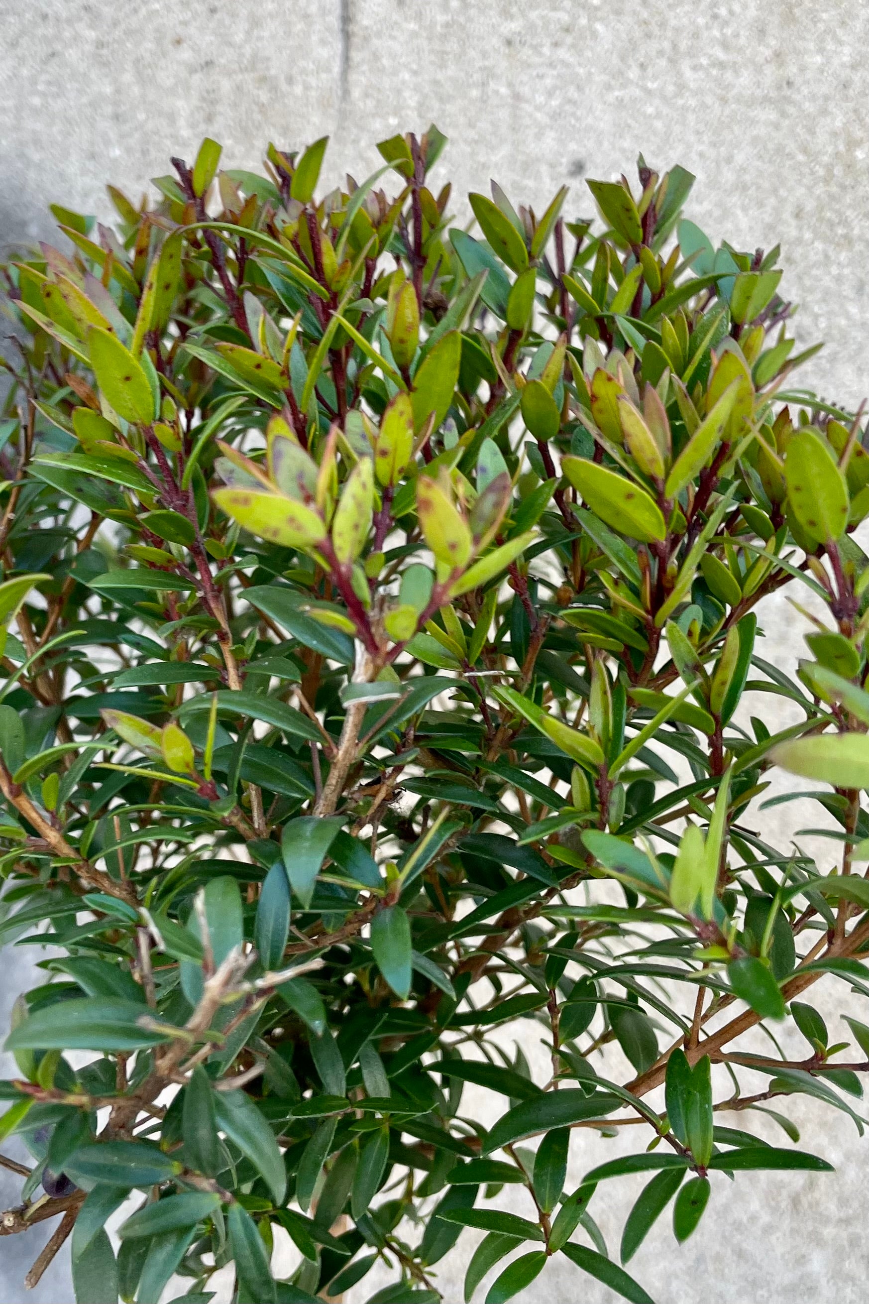 A detail picture of the ovate leaves of the Myrtus communis at Sprout Home.