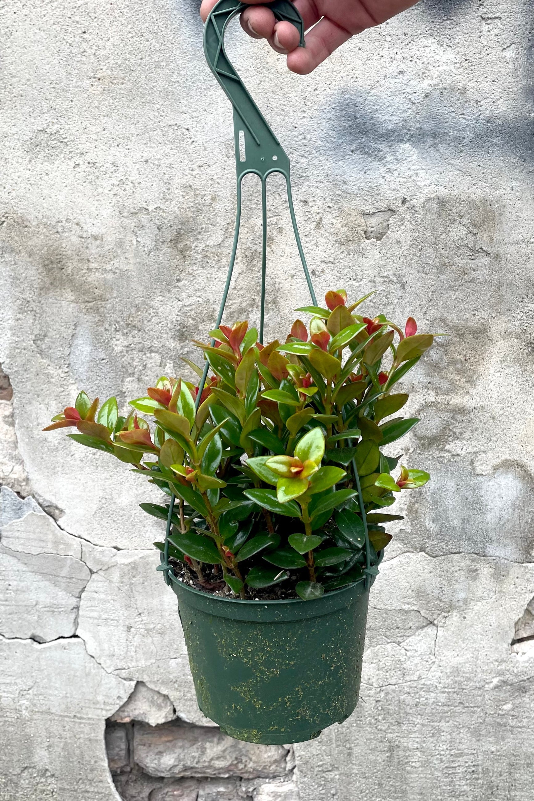 A hand holds hanging basket with Nematanthus hyb. 'Black Gold' 6" against concrete backdrop ©Sprout Home