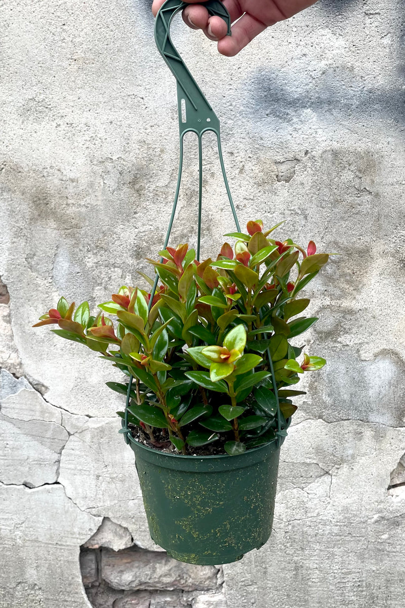 A hand holds hanging basket with Nematanthus hyb. 'Black Gold' 6" against concrete backdrop