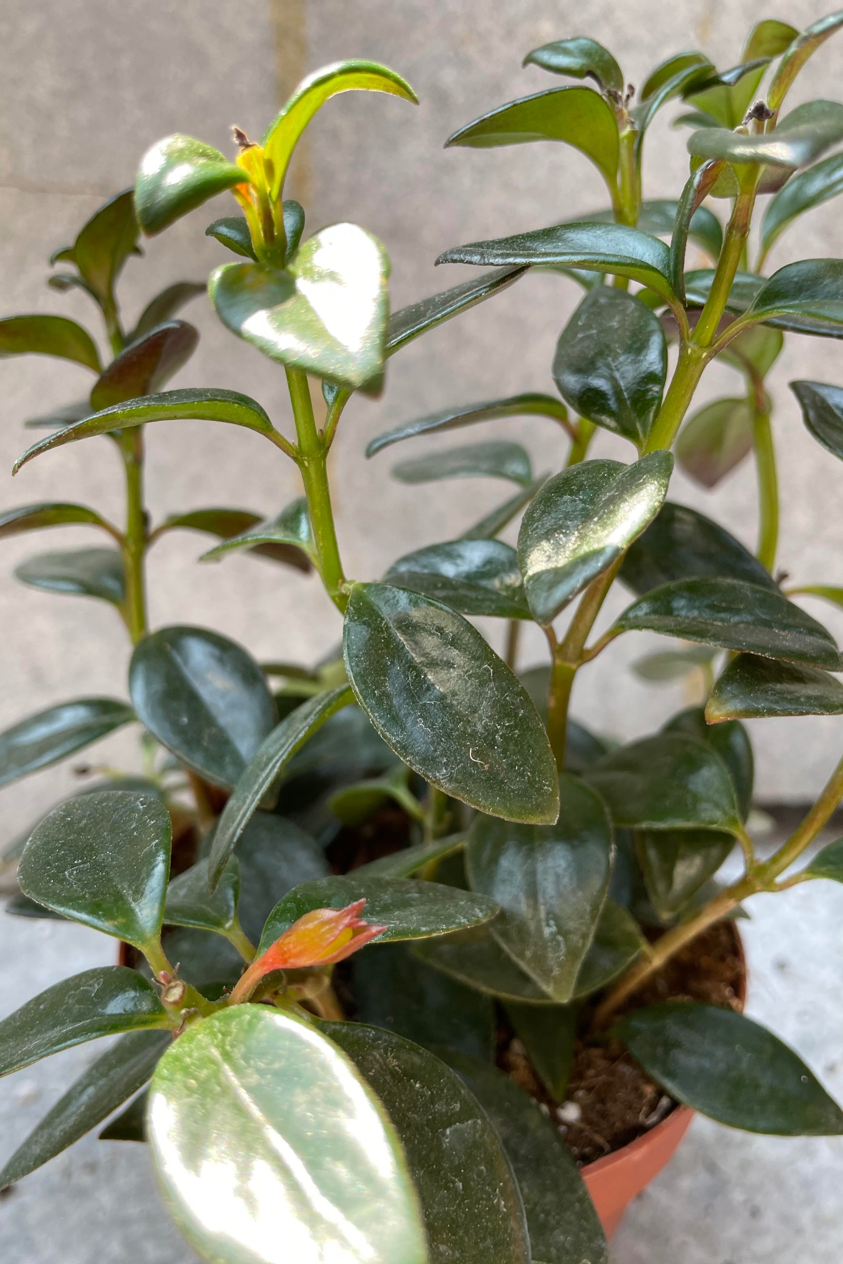 A potted Nematanthus gregarious 'Goldfish Plant' with green leaves and a visible goldfish-like flower. ©Sprout Home