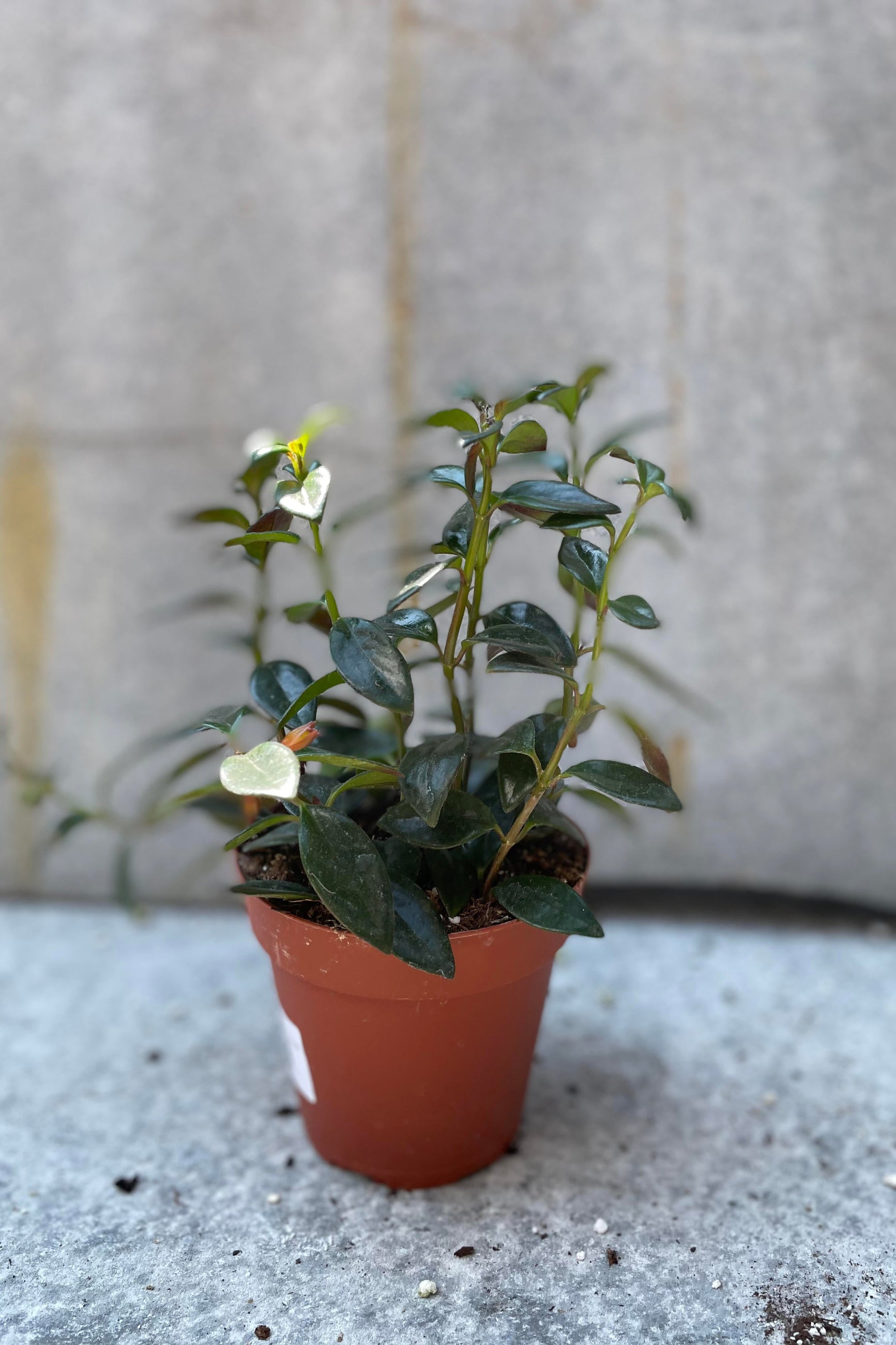 Nematanthus gregarious Goldfish Plant in a 4" growers pot showing the waxy dark leaves in front of a gray walll ©Sprout Home