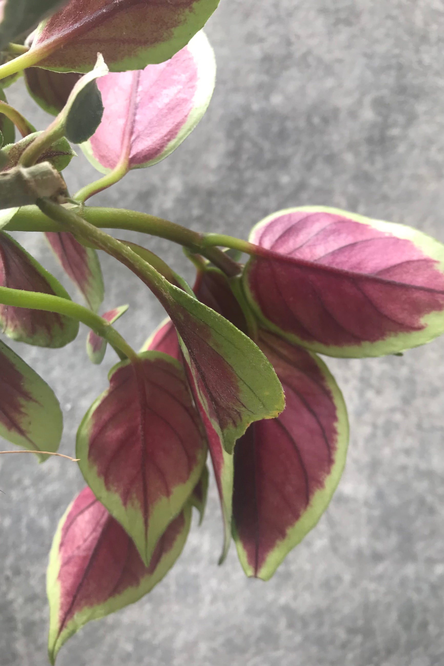 Nematanthus green with red leaves detail ©Sprout Home