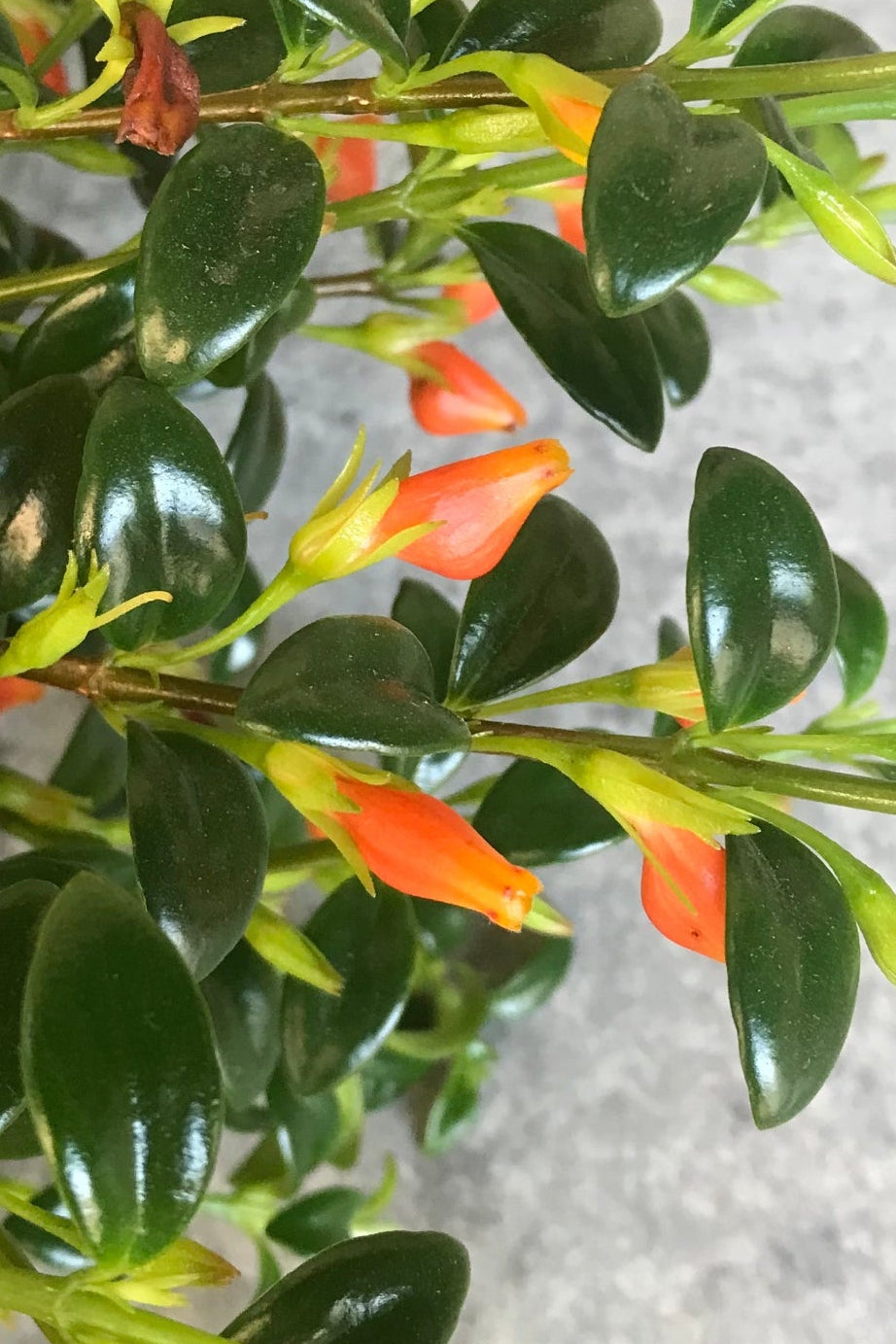 Close up of Nematanthus "Goldfish Plant" leaves and flowers ©Sprout Home