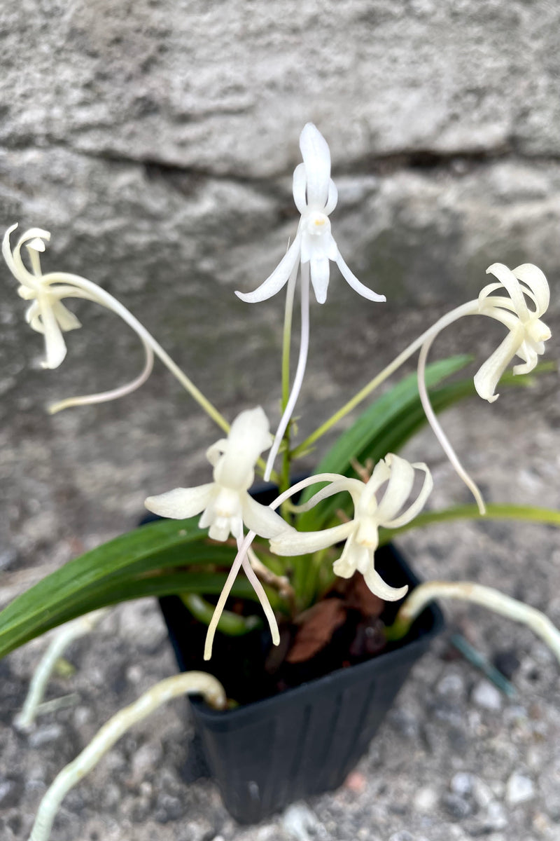 A close-up view of the white and yellow flowers of the 3" Neofinetia orchid against a concrete backdrop