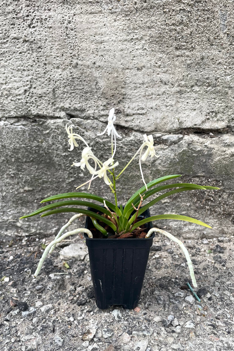 A full-body view of the 3" Neofinetia orchid against a concrete backdrop