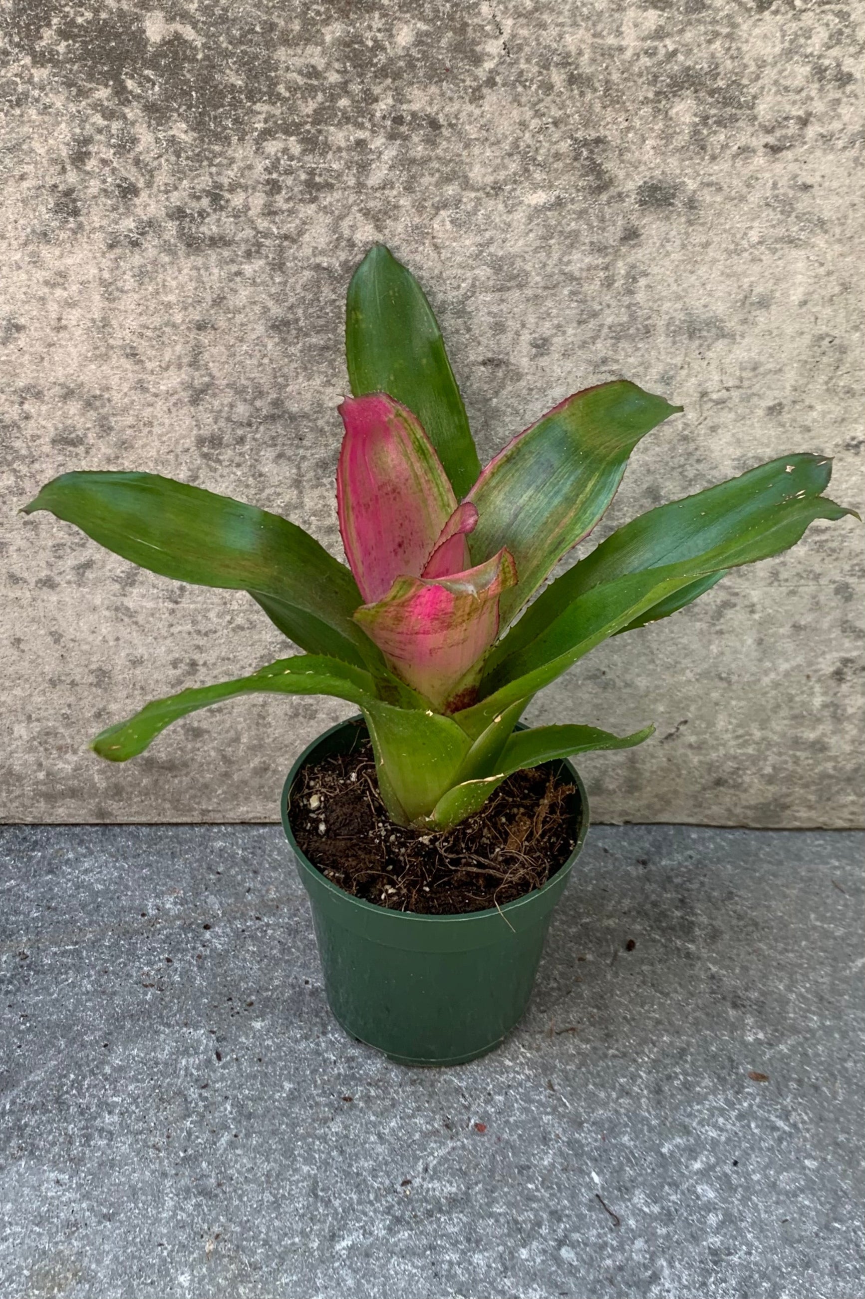 neoregelia plant Neoregelia (assorted) 4