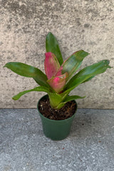 Neoregelia plant in a 4 inch pot. 