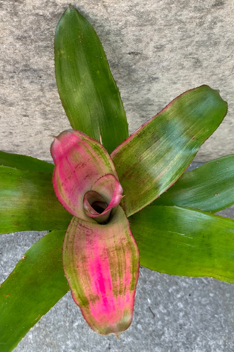 Neoregelia plant pictured from above its pink variegation. 