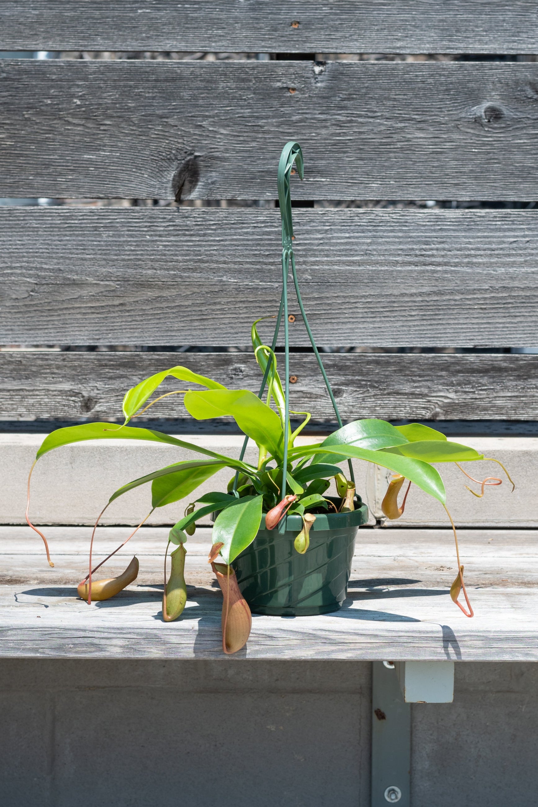 Nepenthes sp. 